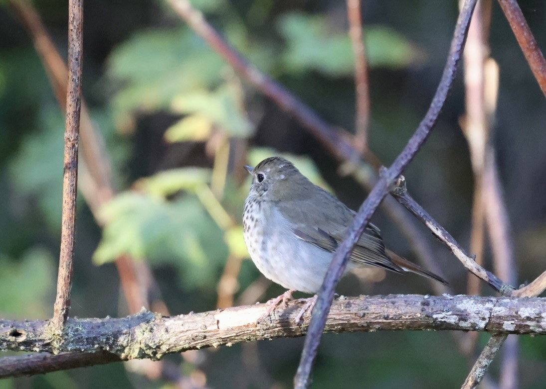 eremittskogtrost - ML647851364