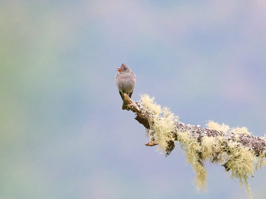 Smoke-colored Pewee - ML647851366