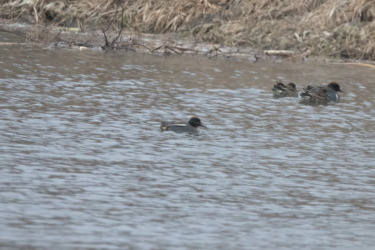 Green-winged Teal (Eurasian) - ML647851367