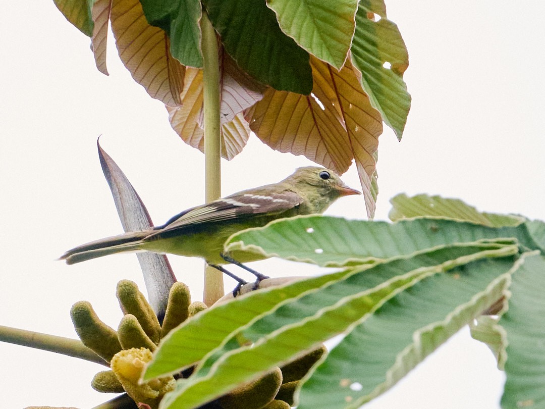 Sierran Elaenia - ML647851369