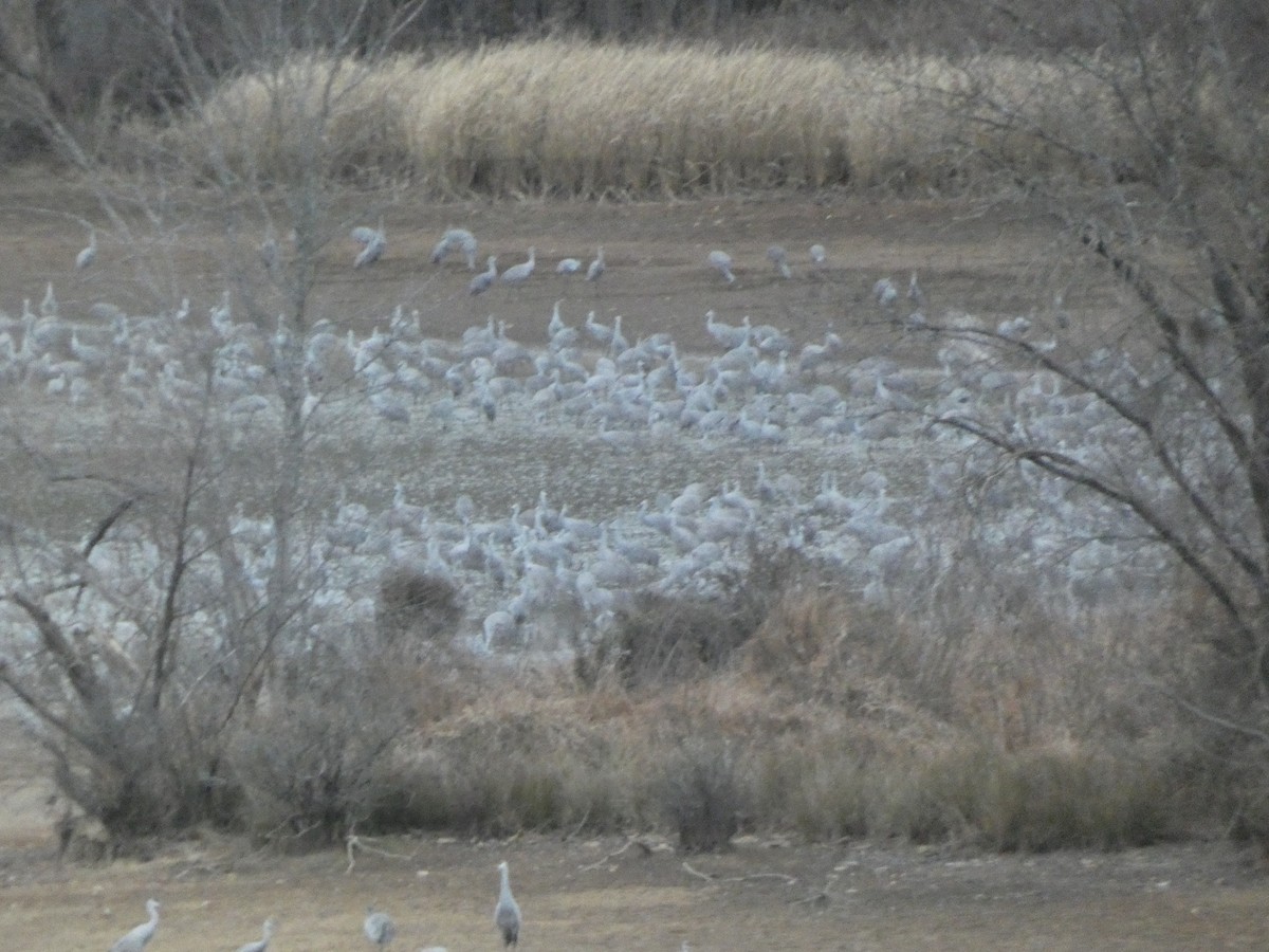 Sandhill Crane - ML647851370