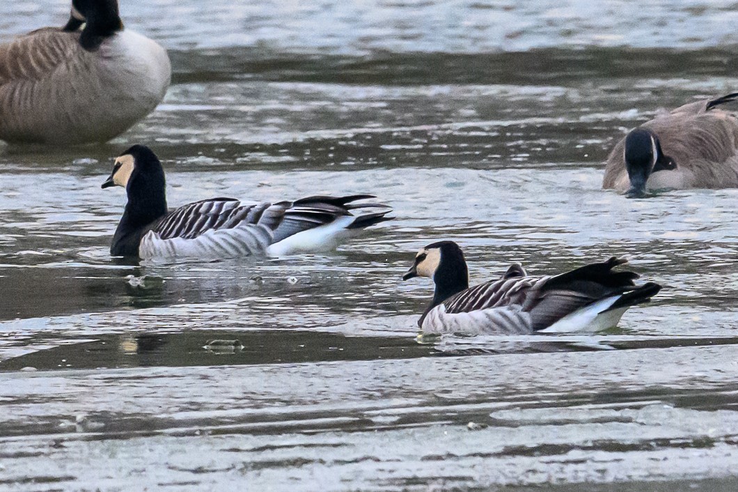 Barnacle Goose - ML647851371