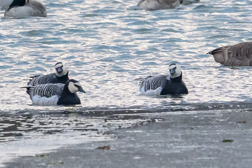 Barnacle Goose - ML647851372