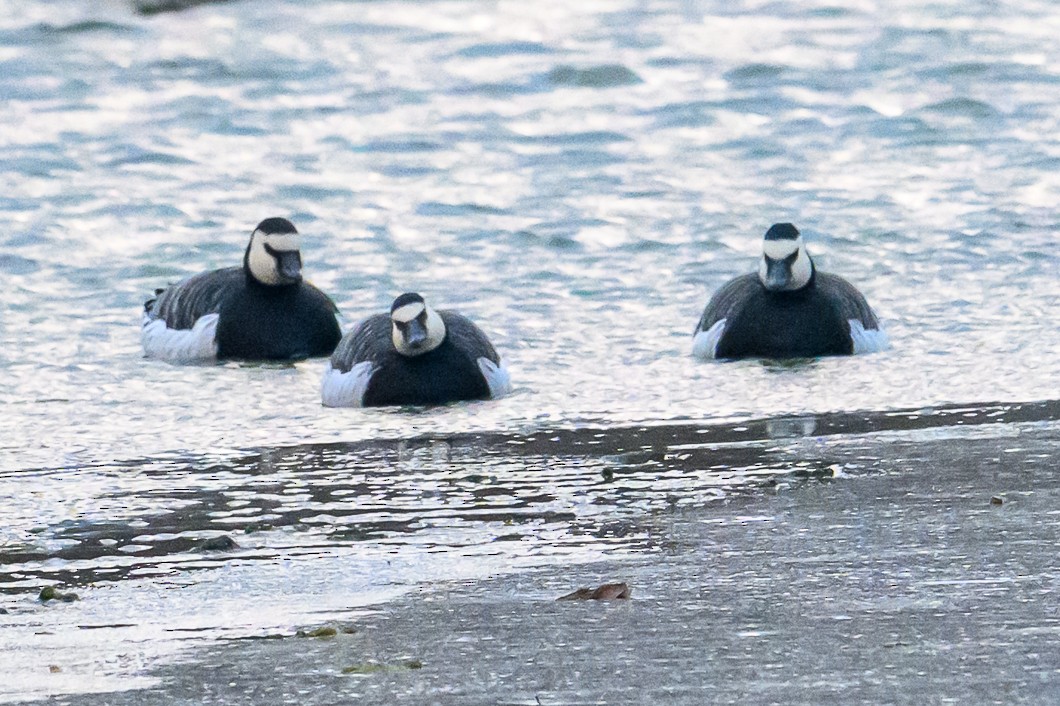 Barnacle Goose - ML647851373