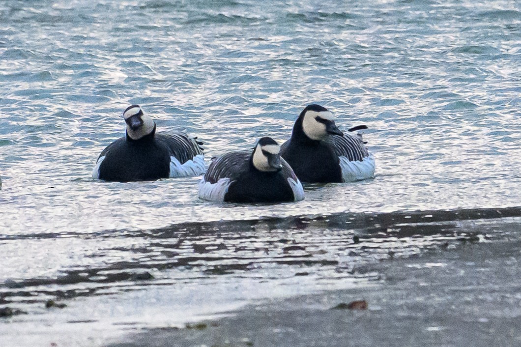 Barnacle Goose - ML647851374