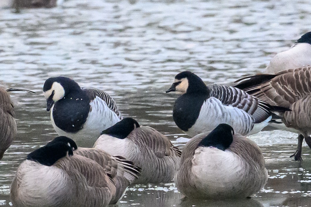 Barnacle Goose - ML647851375