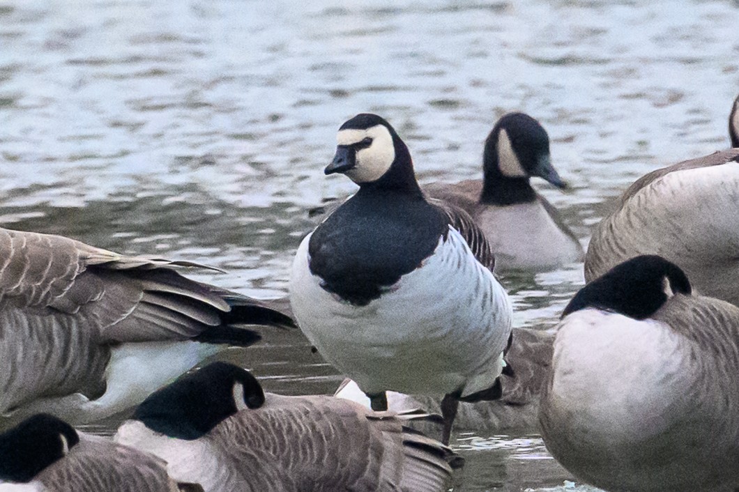Barnacle Goose - ML647851376