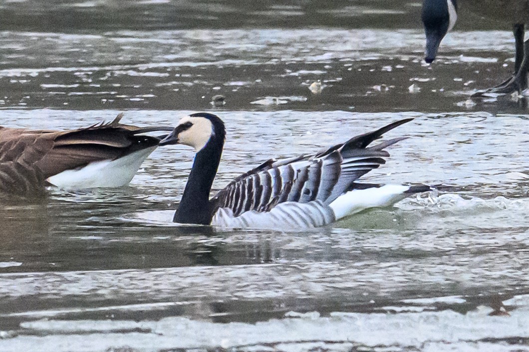 Barnacle Goose - ML647851377