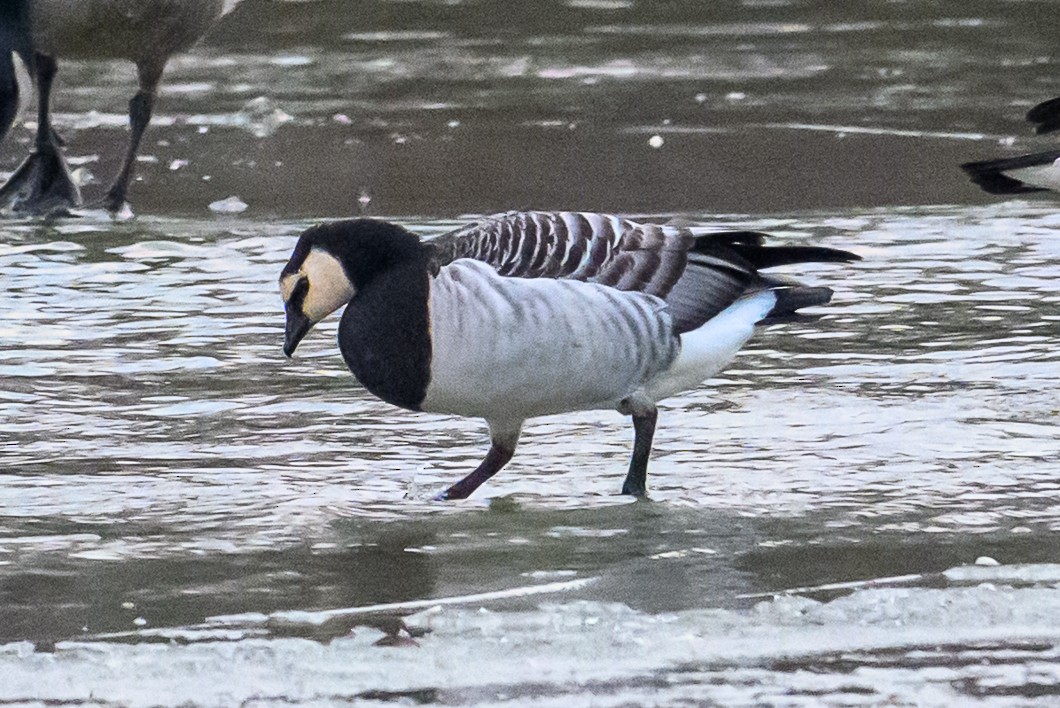 Barnacle Goose - ML647851378