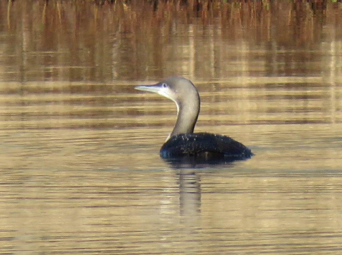 Pacific Loon - ML647851379