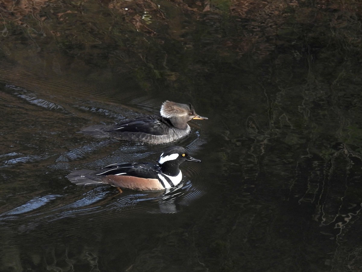 Hooded Merganser - ML647851380