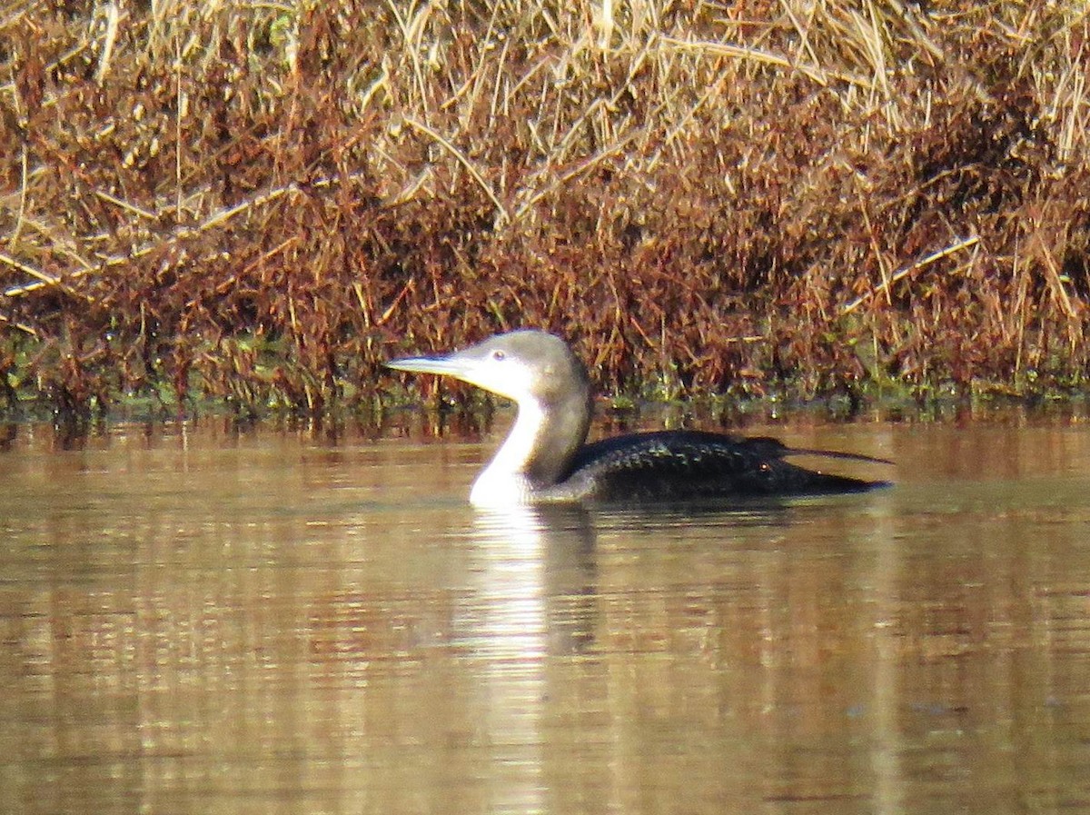 Pacific Loon - ML647851381