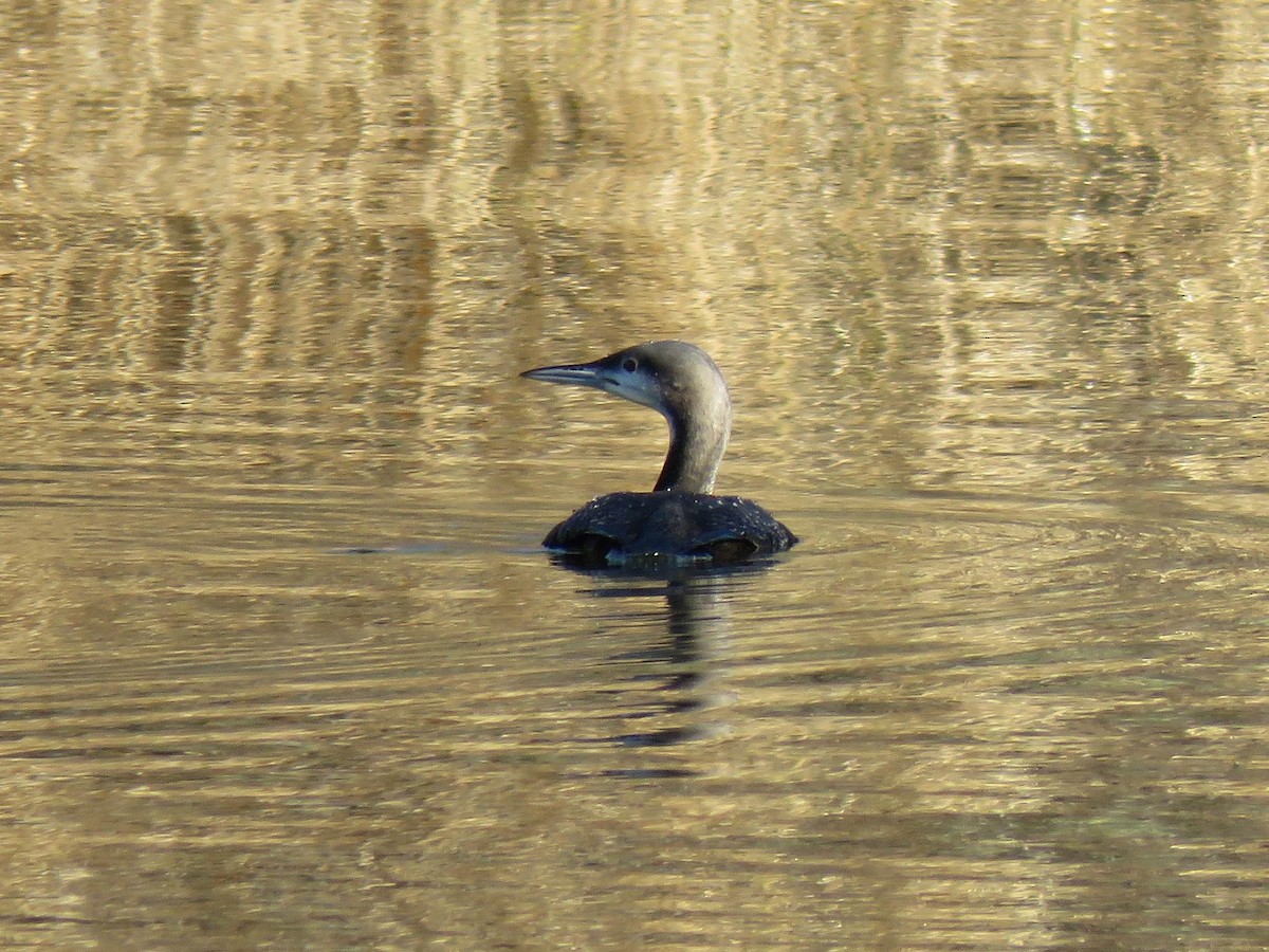 Pacific Loon - ML647851384