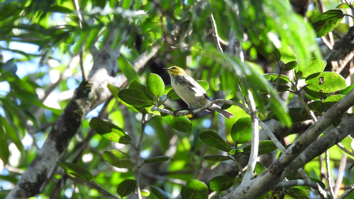 Black-throated Green Warbler - ML647851385
