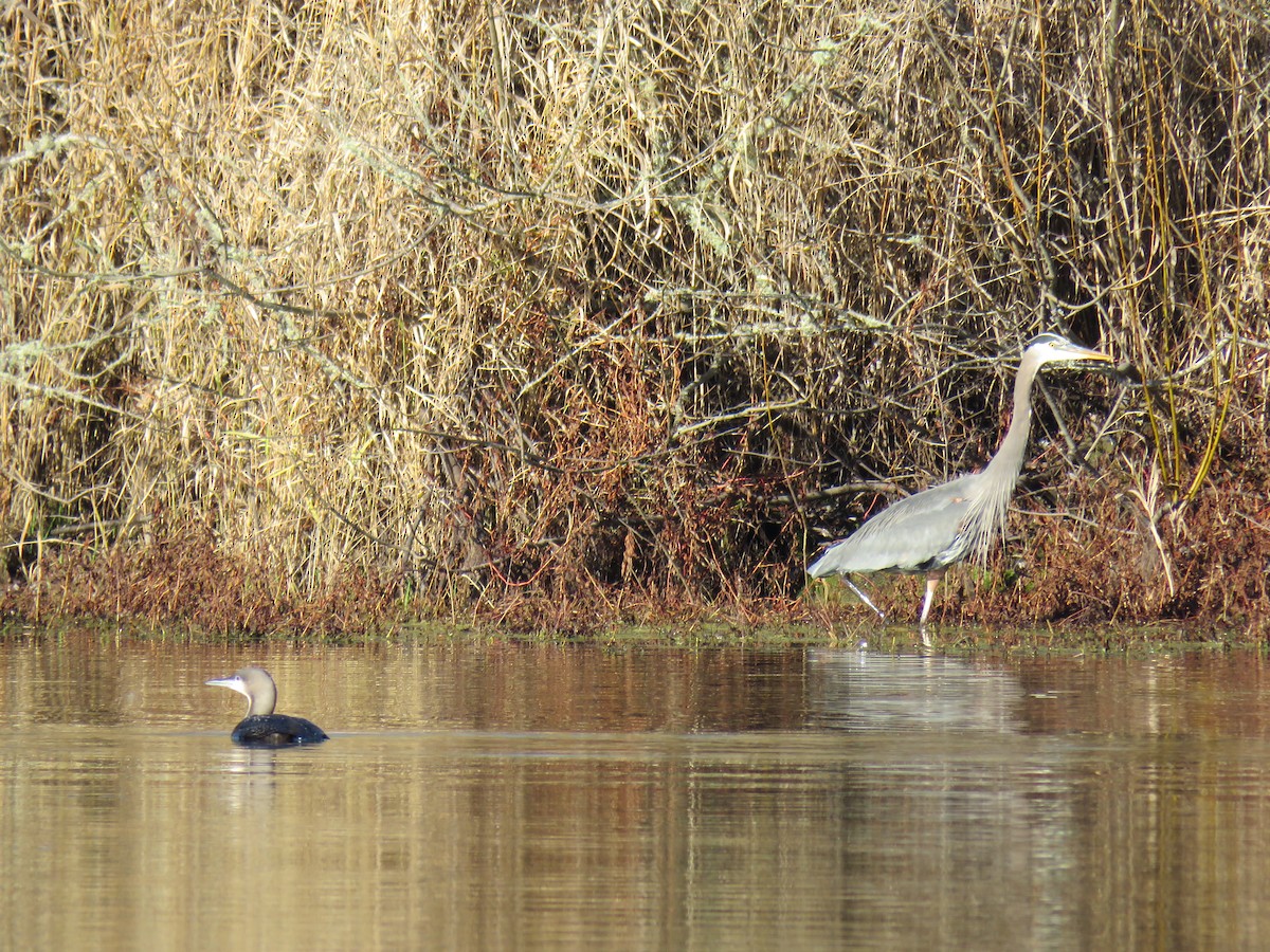 Pacific Loon - ML647851388