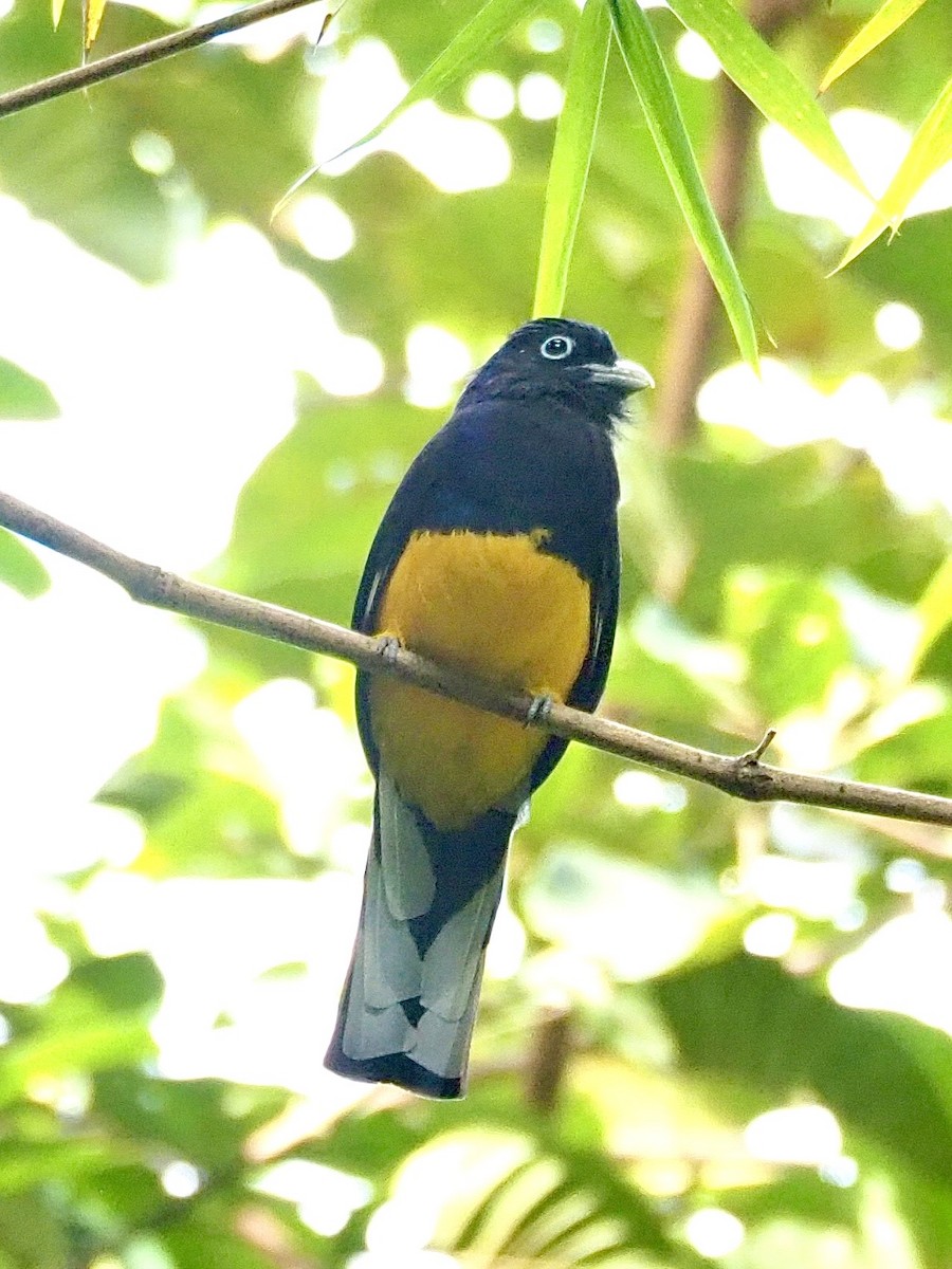 Green-backed Trogon - ML647851390