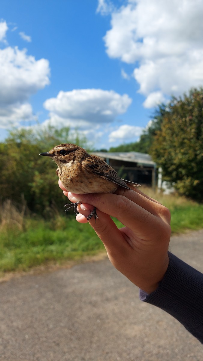 Whinchat - ML647851391