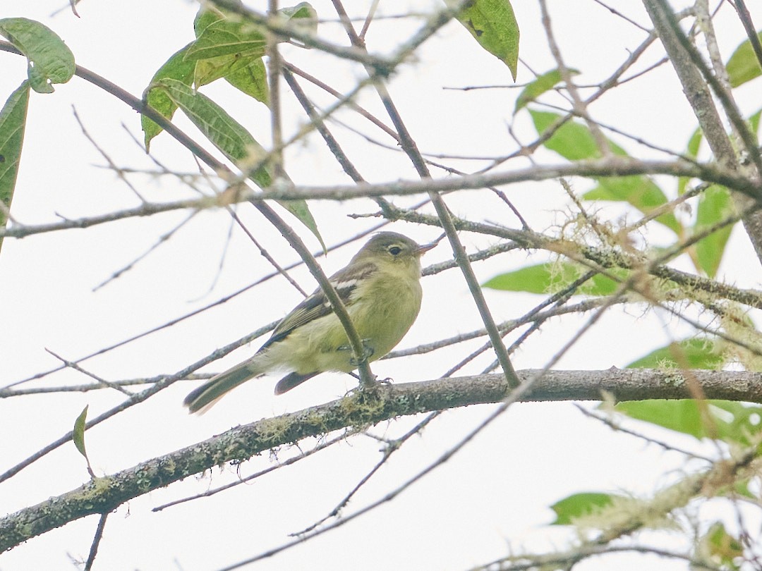 Sierran Elaenia - ML647851394