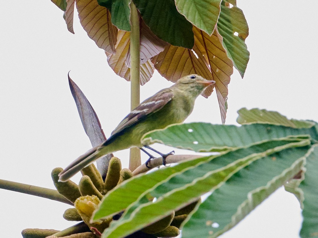 Sierran Elaenia - ML647851395