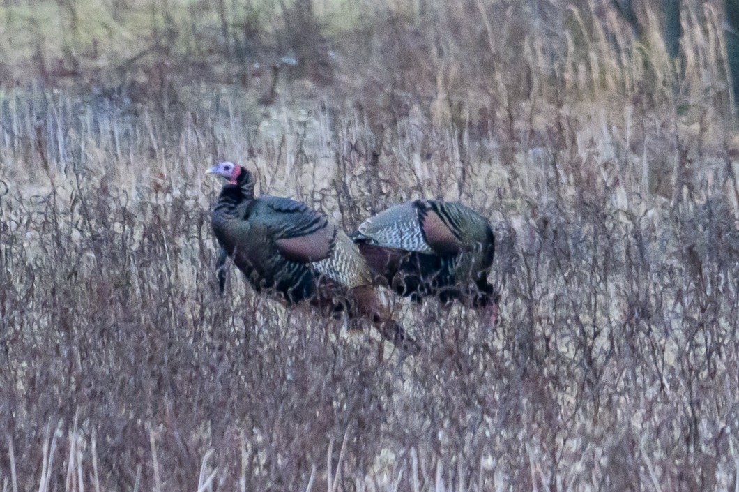 Wild Turkey - ML647851397