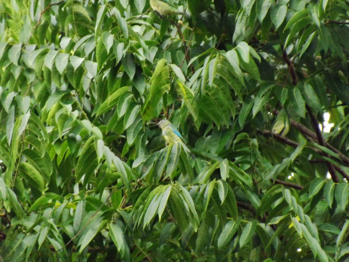 Swallow Tanager - ML647851401