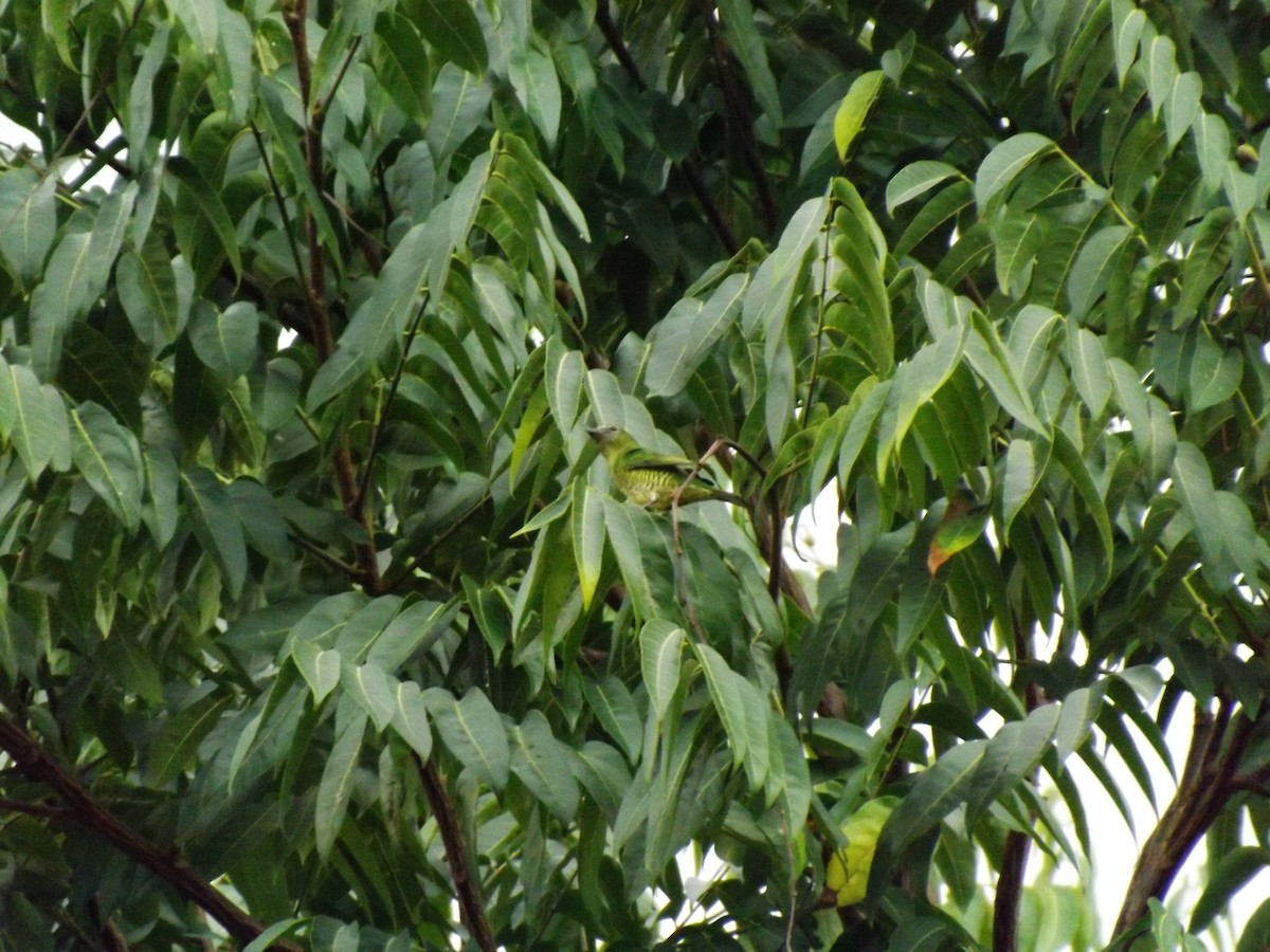 Swallow Tanager - ML647851402