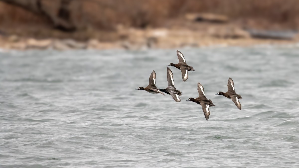 Greater Scaup - ML647851404