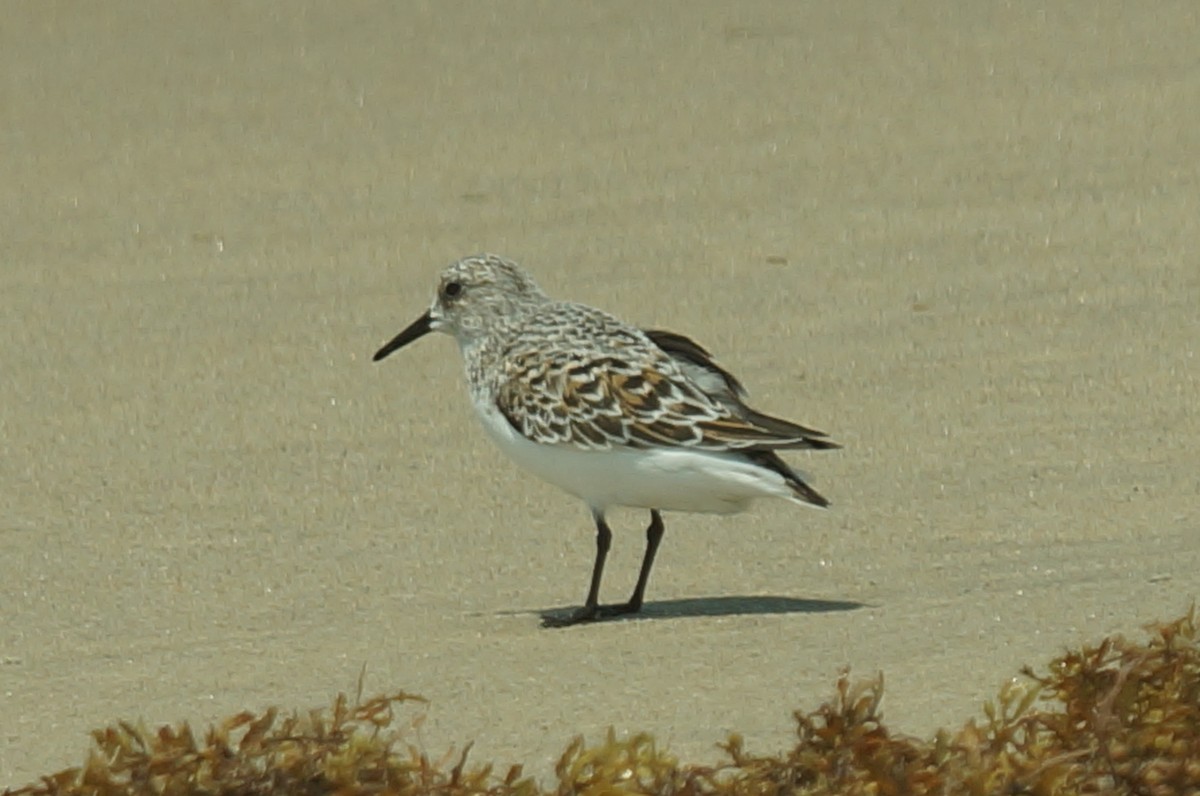 Sanderling - ML647851405