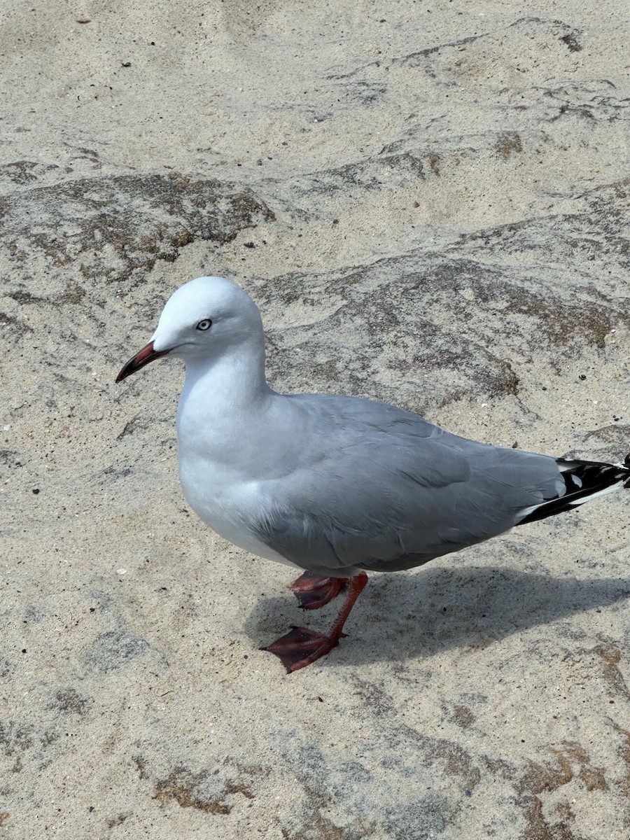 Silver Gull - ML647851406
