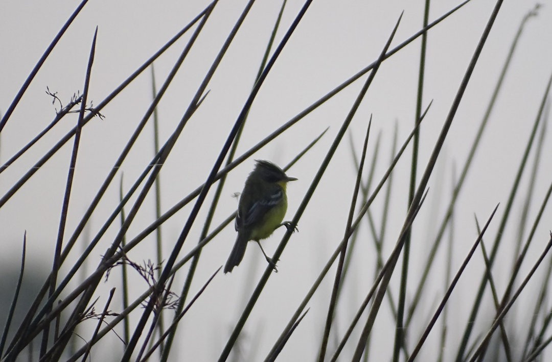 Crested Doradito - ML647851408