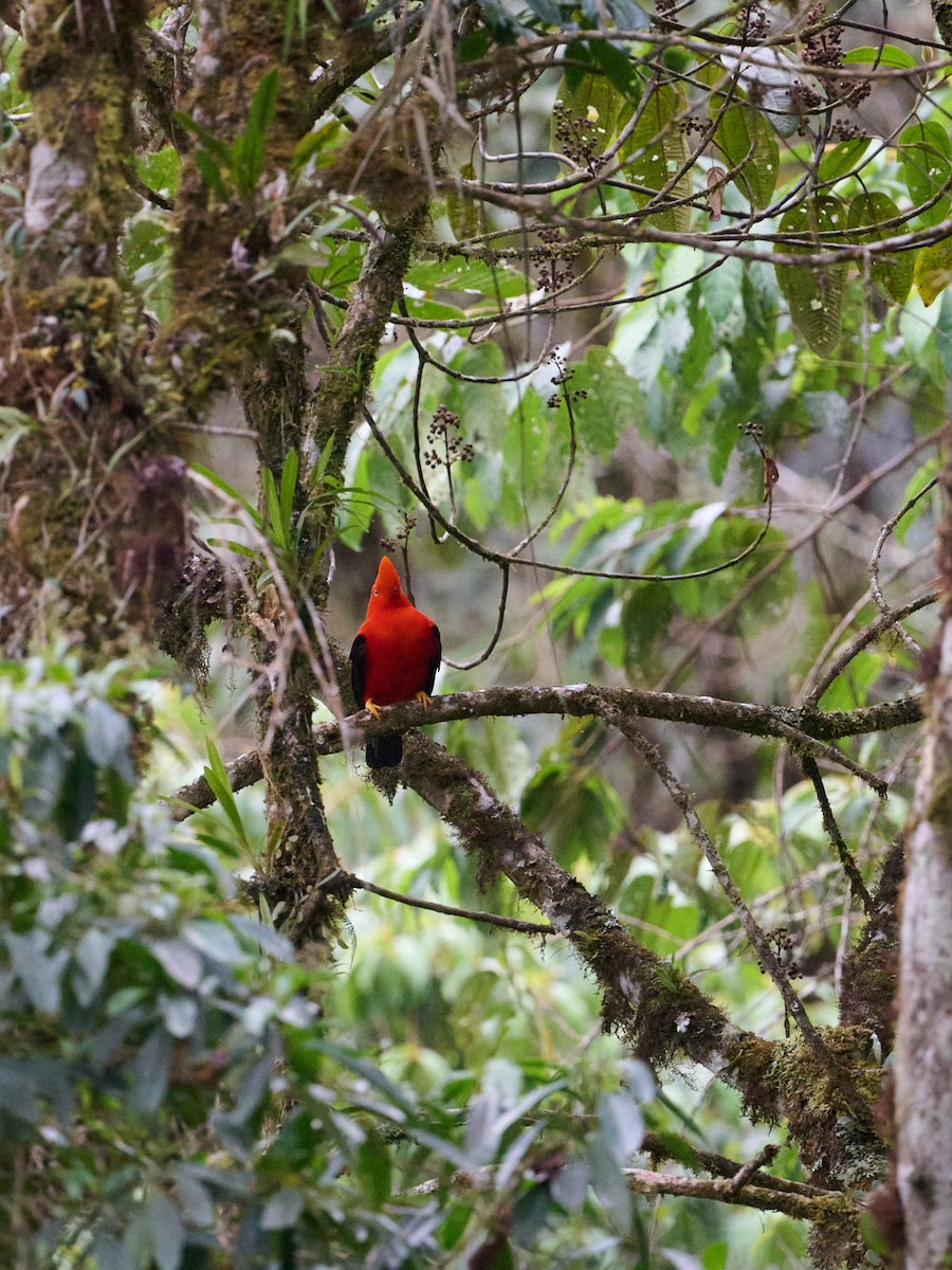 Andean Cock-of-the-rock - ML647851409