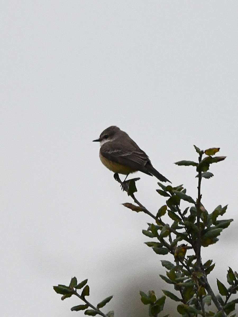 Vermilion Flycatcher - ML647851410