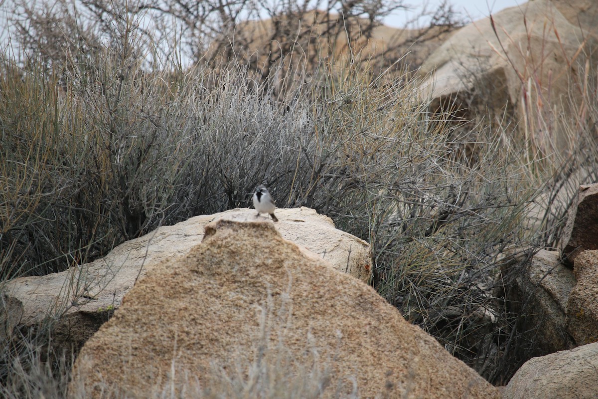 svartstrupespurv - ML647851434