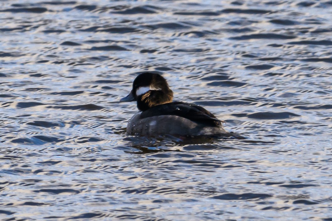 Bufflehead - ML647851458