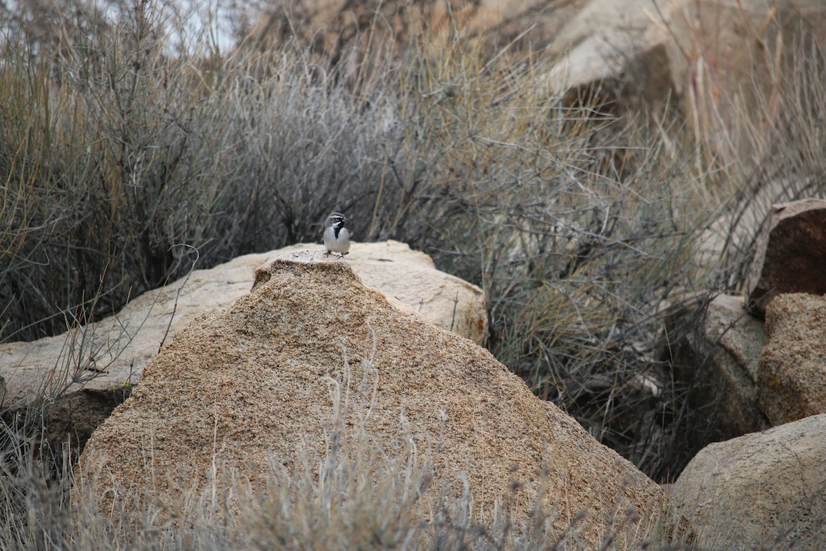 svartstrupespurv - ML647851459