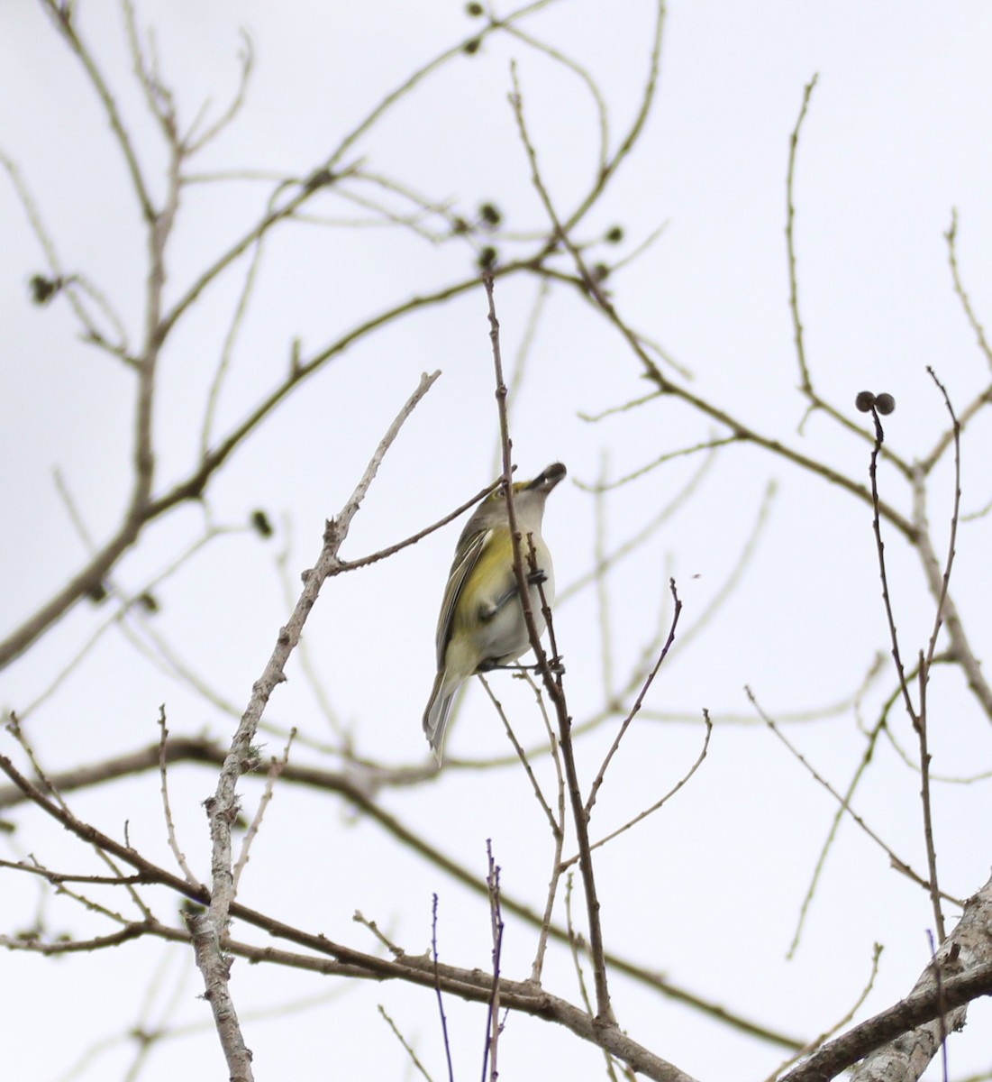 White-eyed Vireo - ML647851473