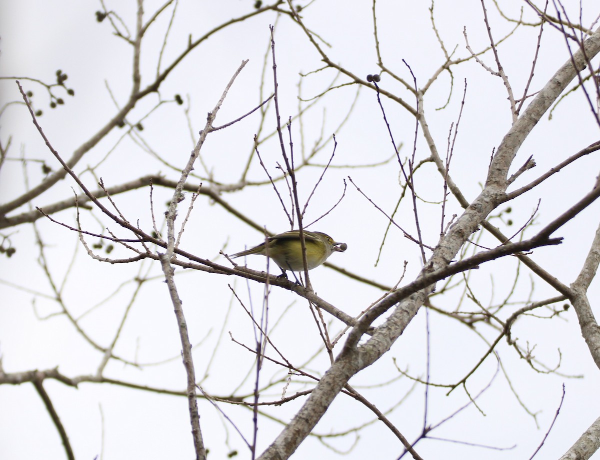 White-eyed Vireo - ML647851474
