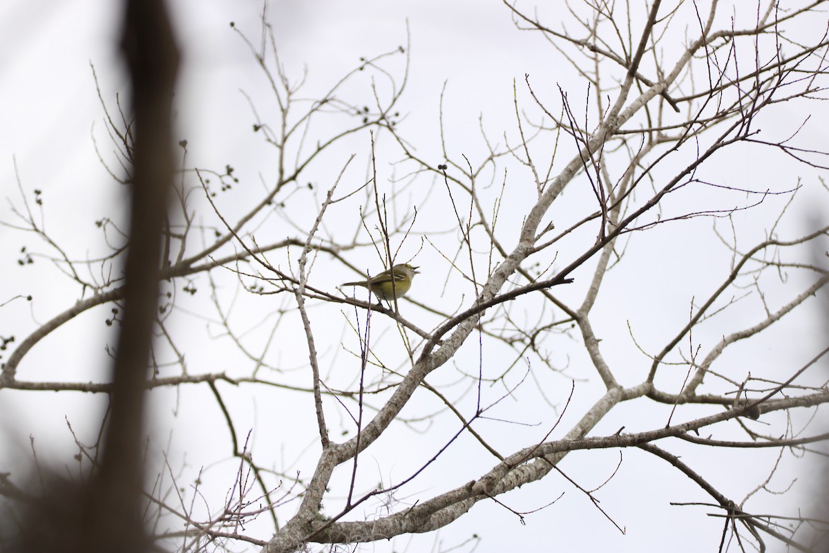 White-eyed Vireo - ML647851476