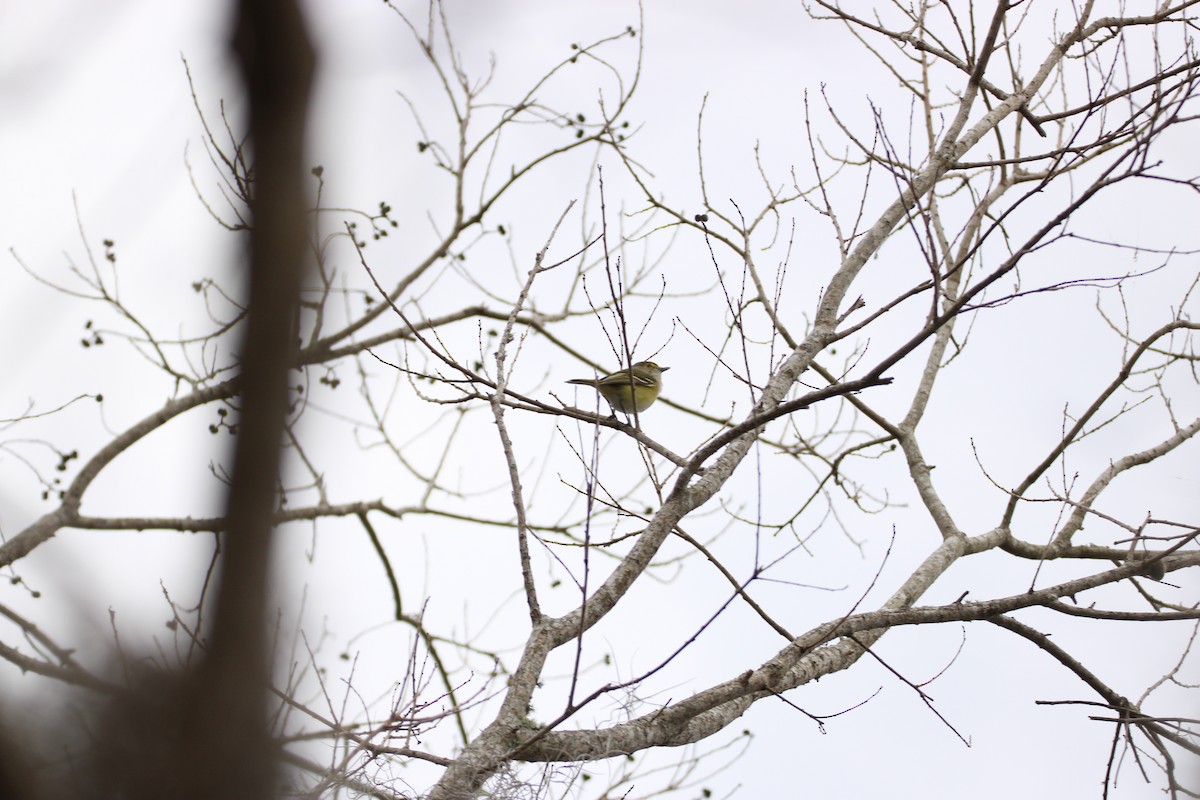 White-eyed Vireo - ML647851477