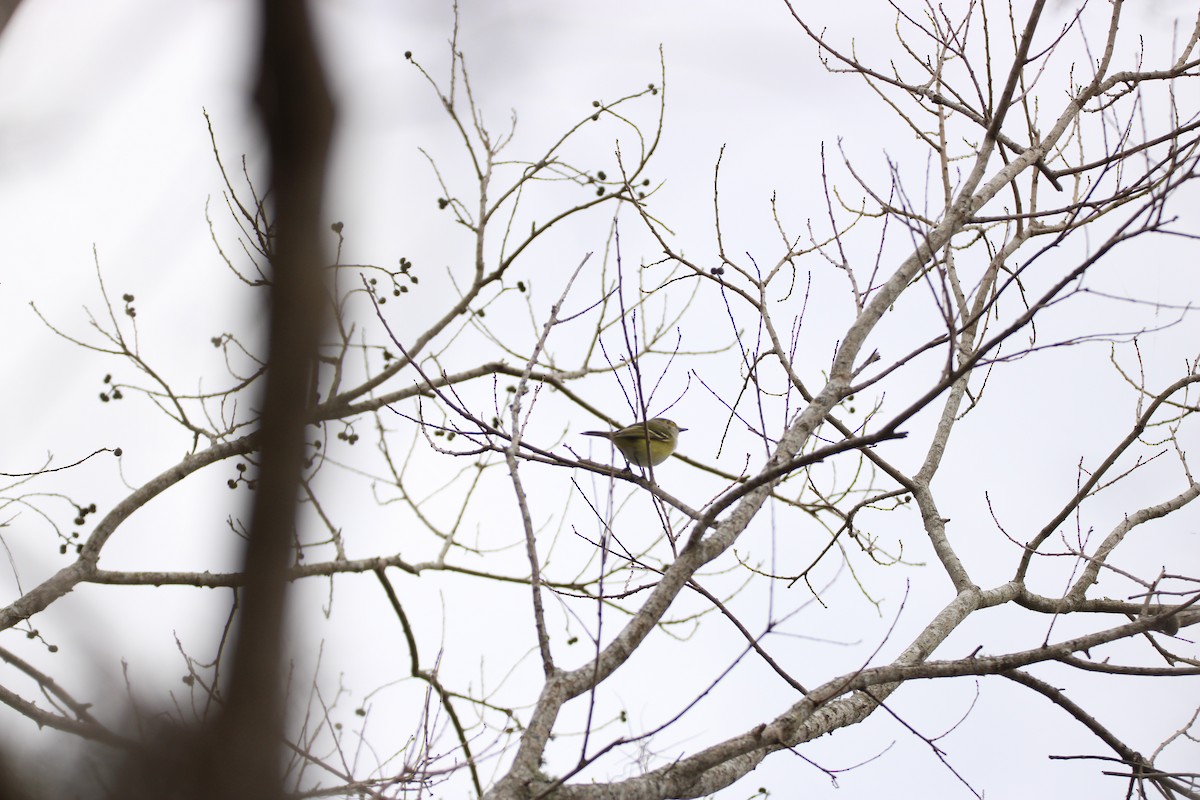 White-eyed Vireo - ML647851478