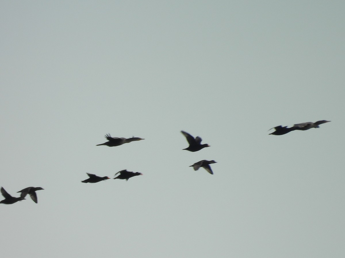 Американская синьга - ML647851481