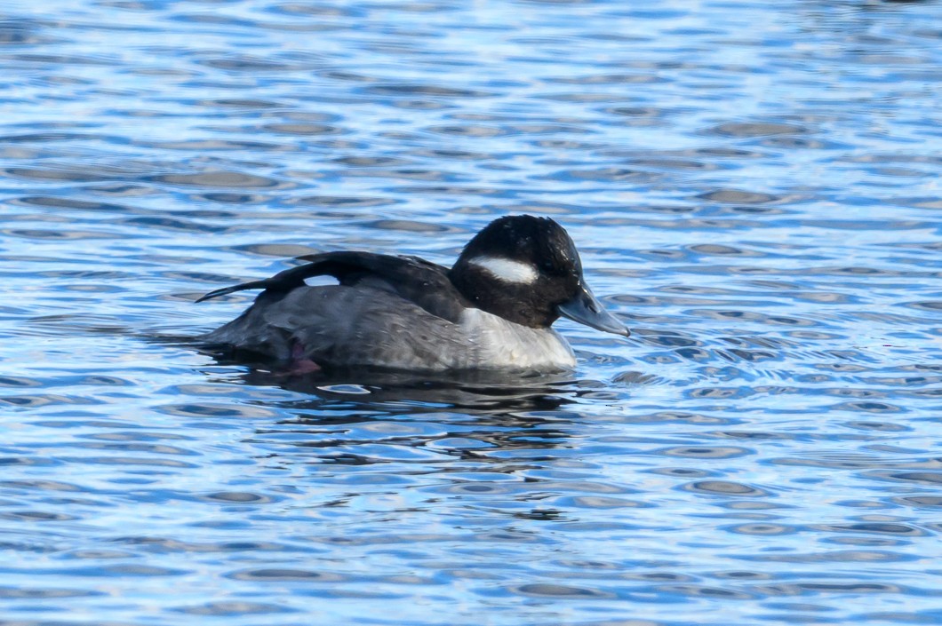 Bufflehead - ML647851490