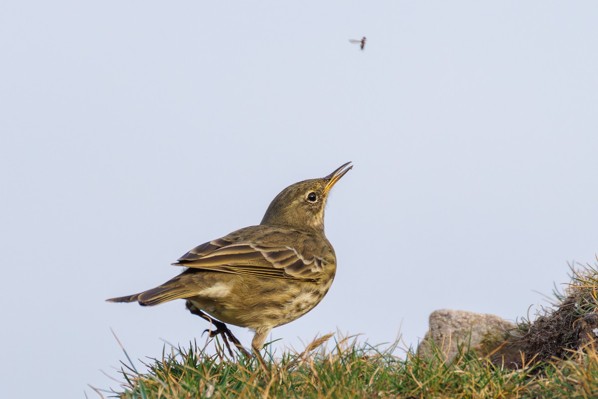 Bisbita Costero - ML647851505