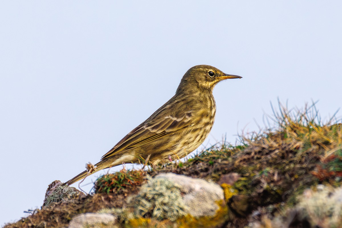 Bisbita Costero - ML647851506