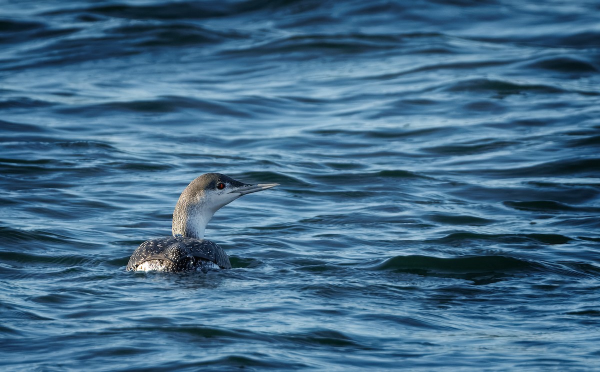 צוללן אדום-גרון - ML647851534