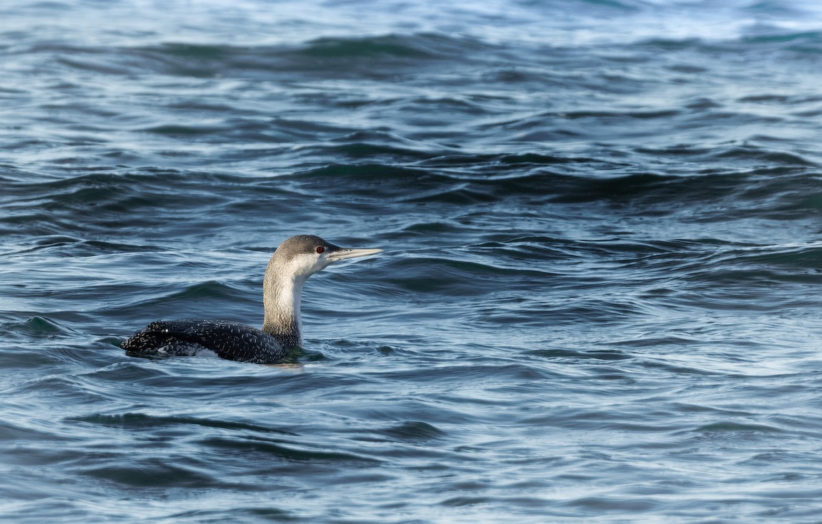 צוללן אדום-גרון - ML647851535