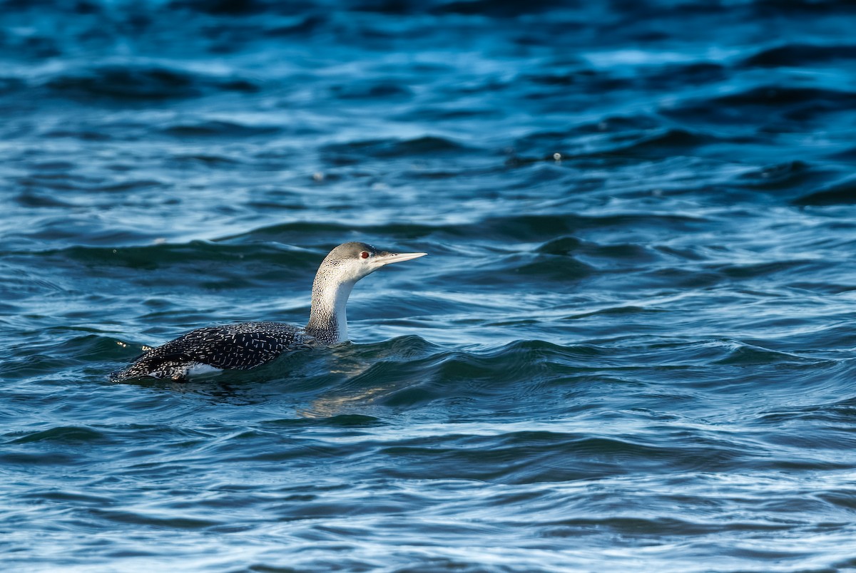 צוללן אדום-גרון - ML647851536