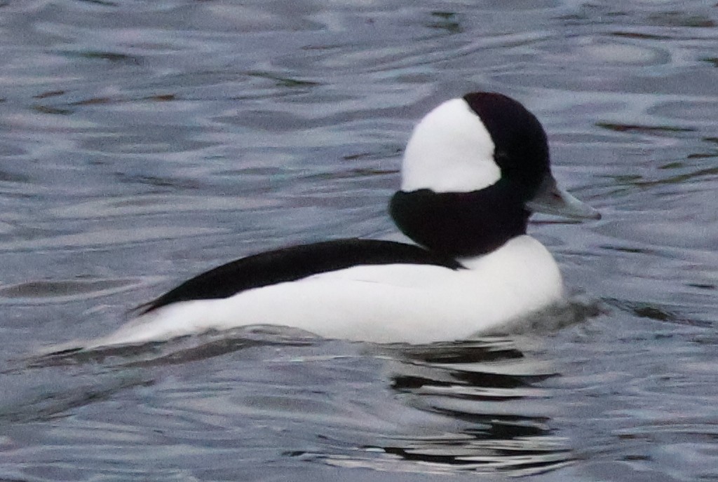 Bufflehead - ML647851607