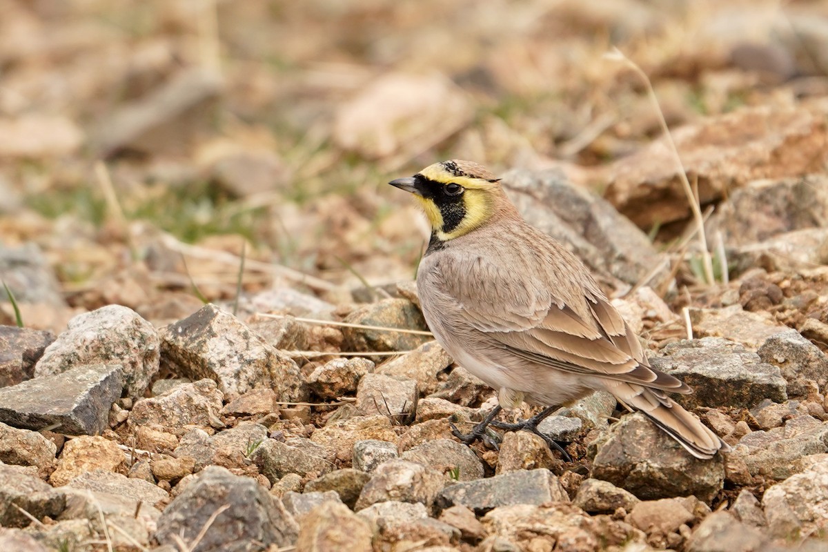 ハマヒバリ（atlas） - ML647851695