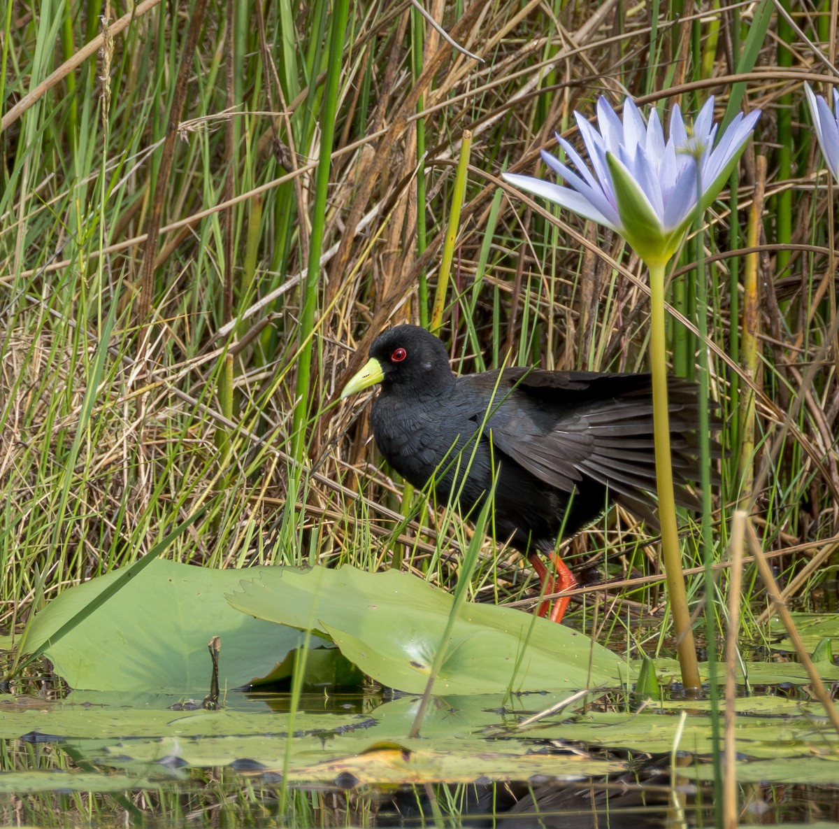 svartrikse - ML647851730